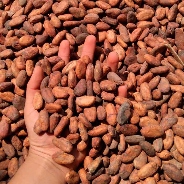 Selección de cacao y proveedores